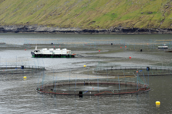 Fish farms, Oyndarfjørður, Eysturoy, Faroe Islands