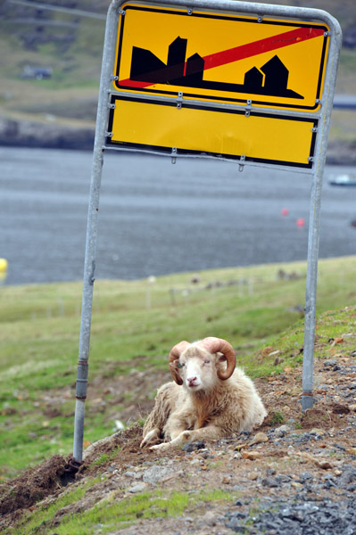 Faroe Ram, Oyndarfjørður, Eysturoy, Faroe Islands