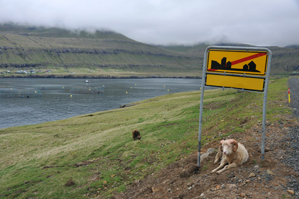 Faroe Ram, Oyndarfjørður, Eysturoy, Faroe Islands
