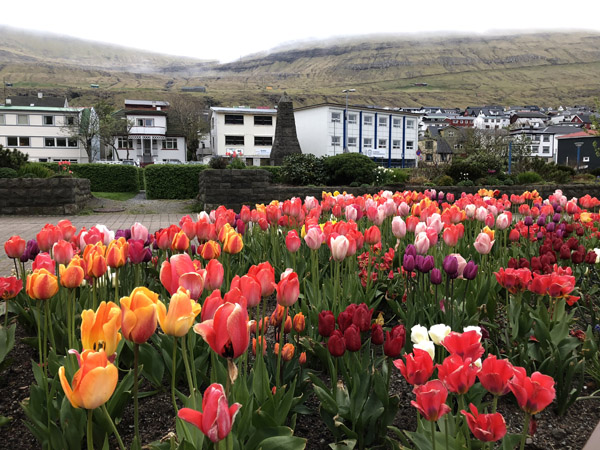 Springtime Tulips, Klaksvk, Bor∂oy, Faroe Islands