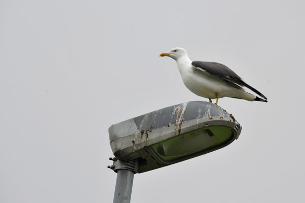 Some kind of seagull perched on a lamppost, Višareiši