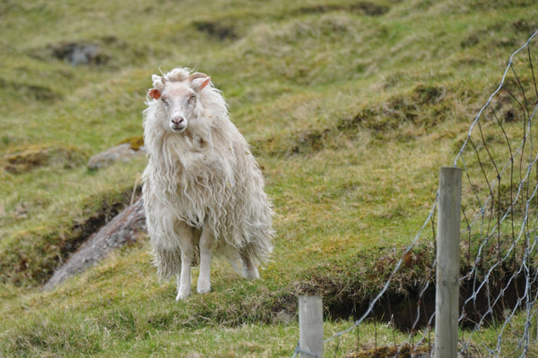 Faroe sheep in a pasture, Bor∂oy