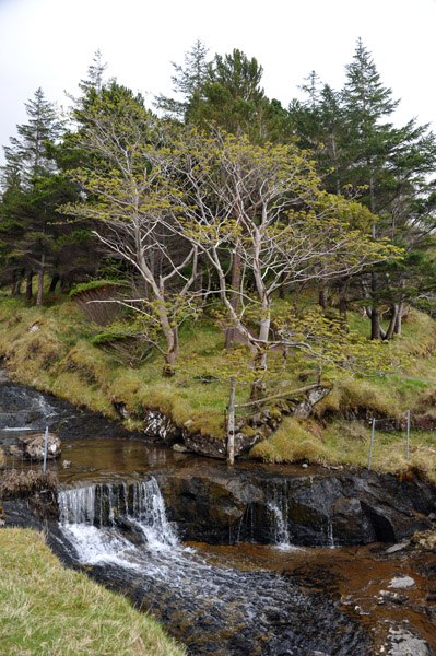 Kunoy Forest Park, Faroe Islands