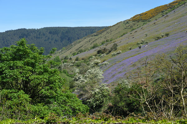 Sulby Glen, Isle of Man