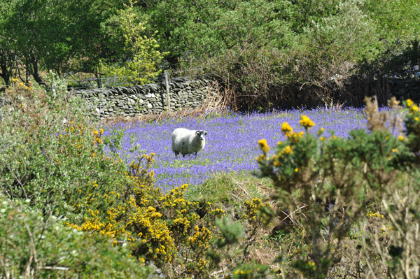 Sheep in a field of purple heather, Sulby Valley, Isle of Man