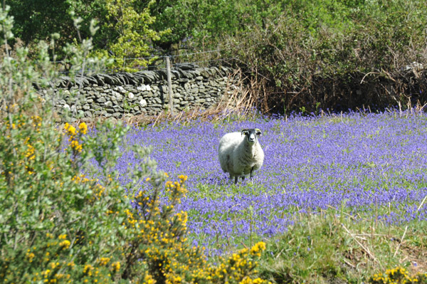 Sheep in a field of purple heather, Sulby Valley, Isle of Man