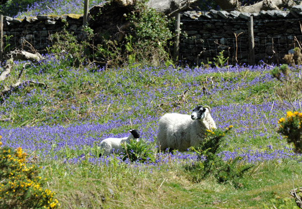 Sheep in a field of purple heather, Sulby Valley, Isle of Man