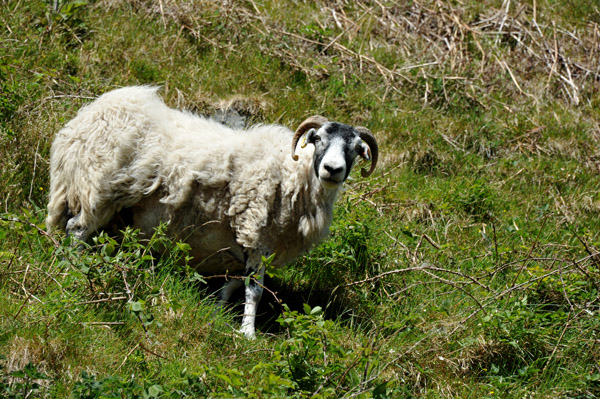 Ram checking us out from a hillside along the road