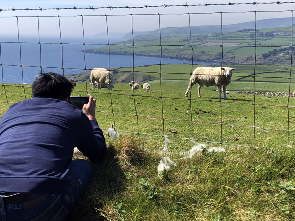 Photographing the sheep through the wire fence, Maughold Head