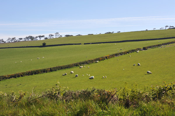 Sheep grazing in fields separated by low stone walls, Isle of Man