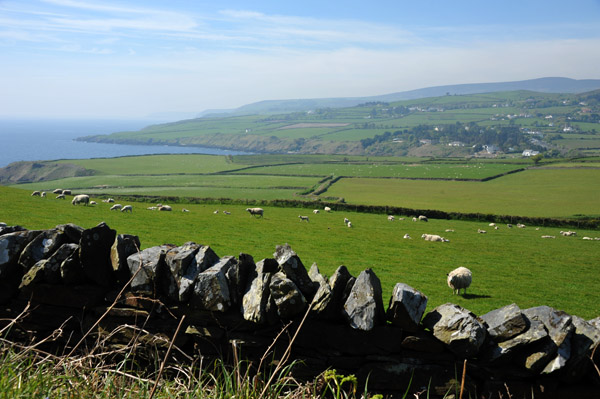 Sheep in a field looking south across a dry stone wall, Maughold Head