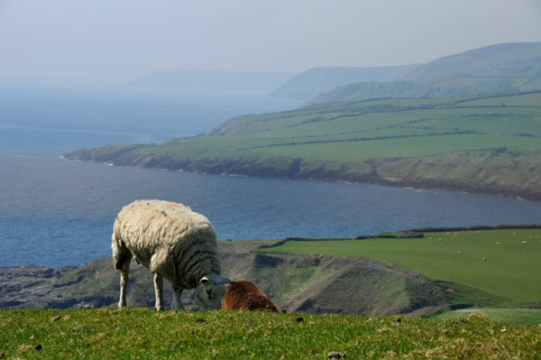 Sheep grazing, Maughold Head, Isle of Man
