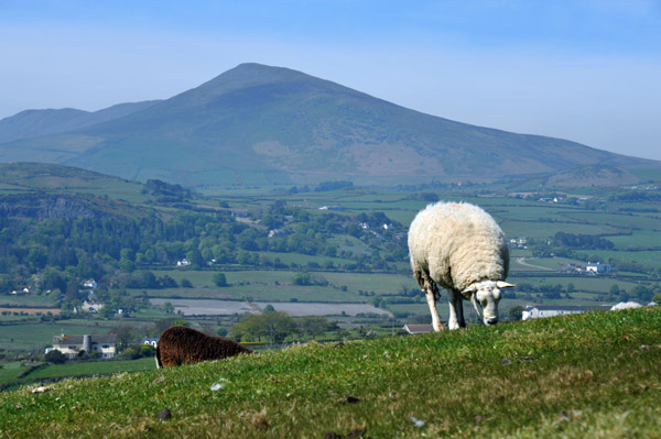 Sheep grazing in front of Mount Snaefel, Isle of Man