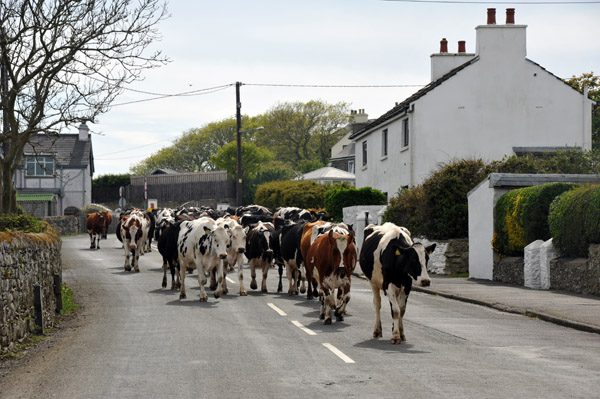 Herd of cows passing through a village at the south end of the Isle of Man