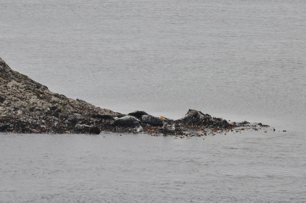 Seals hauled up on Kitterland Rocks