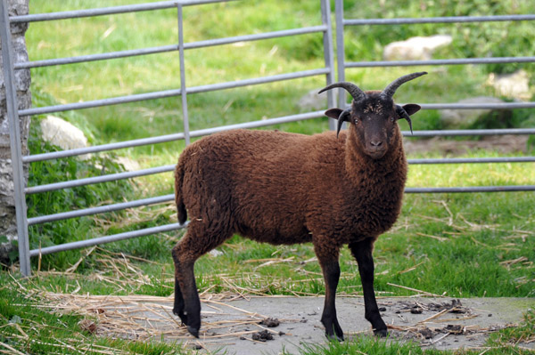 Cregneash Loaghtan sheep