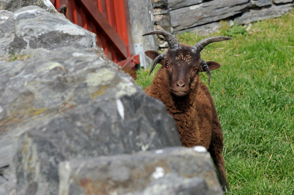 Cregneash Loaghtan sheep