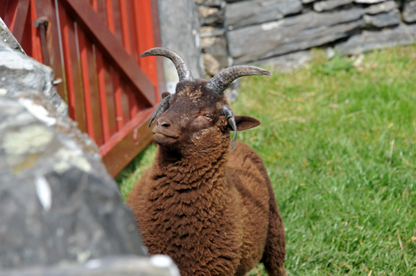 Cregneash Loaghtan sheep