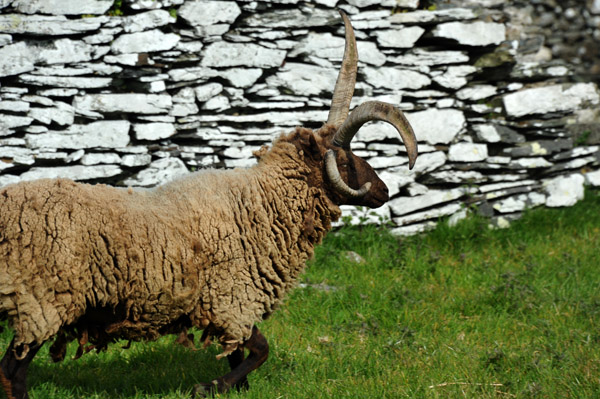 Cregneash Loaghtan sheep
