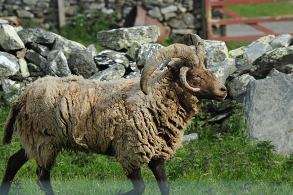 Cregneash Loaghtan sheep