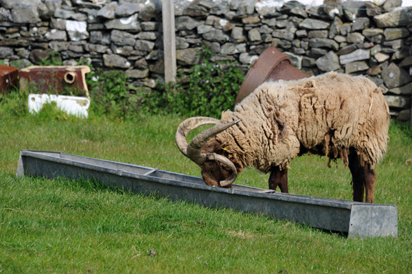 Cregneash Loaghtan sheep