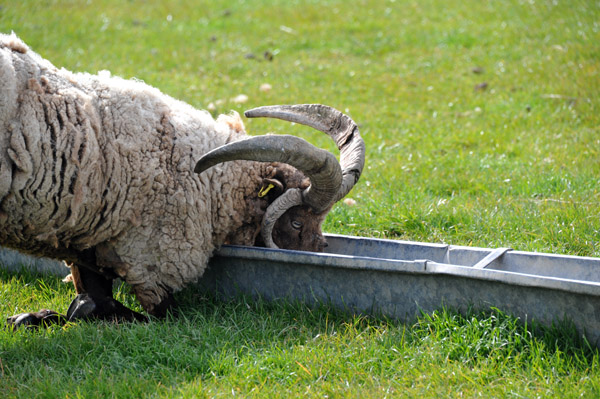 Cregneash Loaghtan sheep