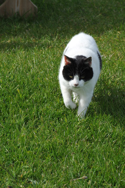 Manx Cat, Cregneash