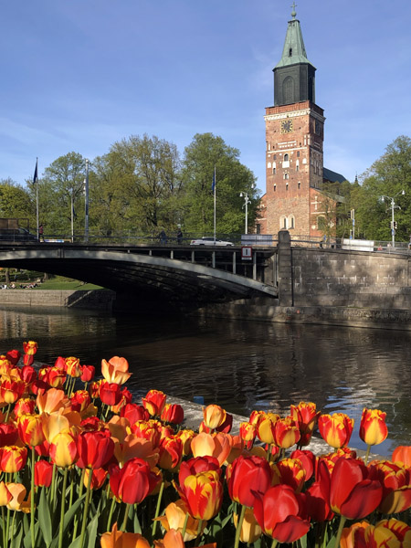 Turku Cathedral with spring tulips along the Aura River