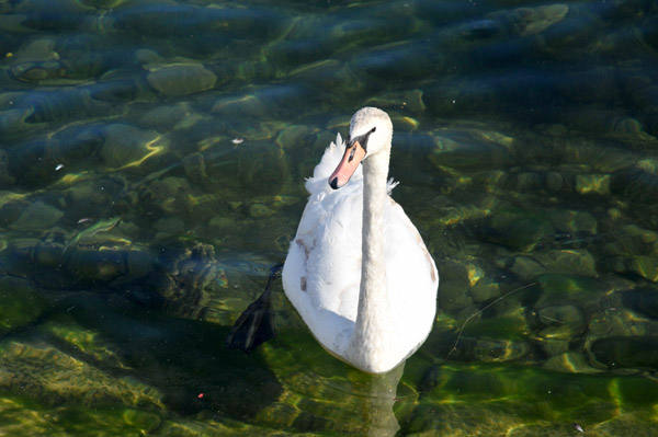 A white swan, Traunsee, Gmunden