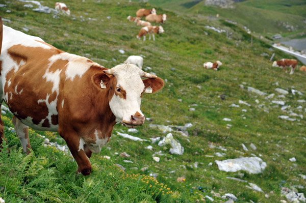 Cows grazing along the Großglockner Hochalpenstraße