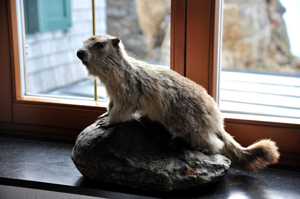 Stuffed Marmot - Murmeltier