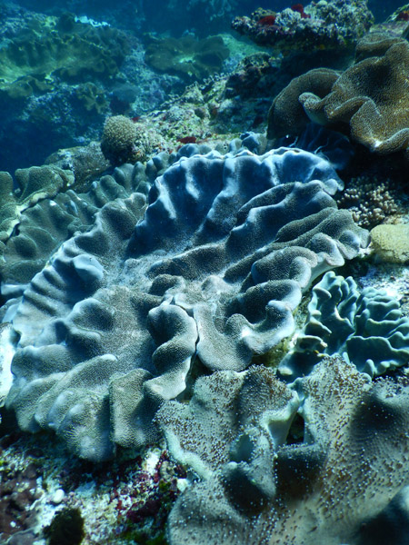 PenidaDive Sep18 052.jpg
