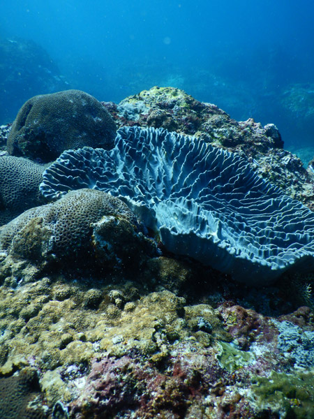 PenidaDive Sep18 055.jpg