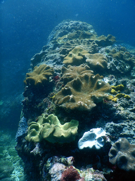 PenidaDive Sep18 071.jpg