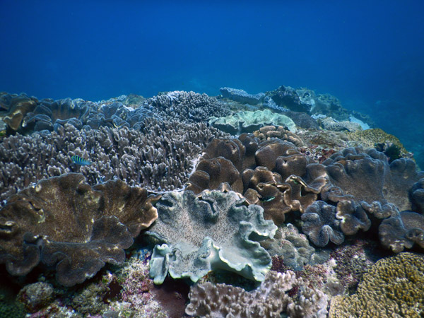 PenidaDive Sep18 073.jpg