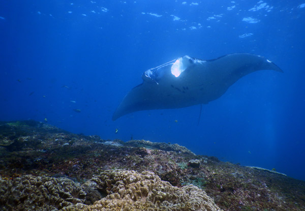PenidaDive Sep18 105.jpg