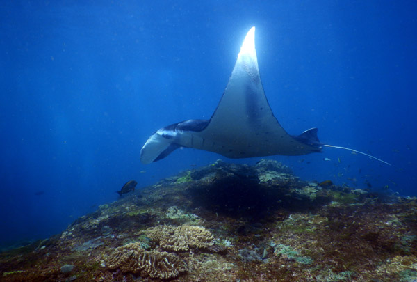 PenidaDive Sep18 110.jpg