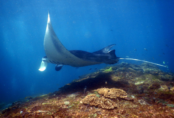 PenidaDive Sep18 111.jpg