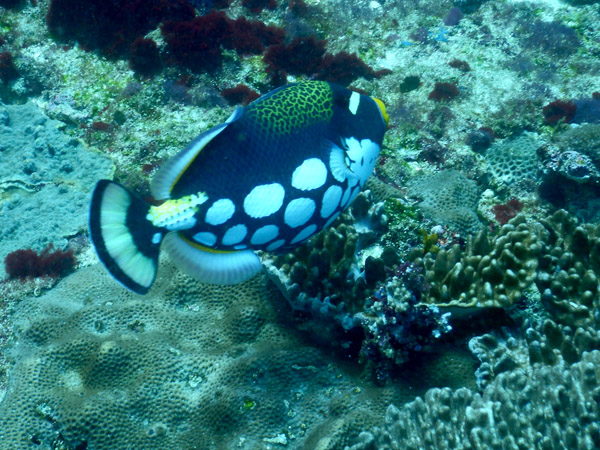 PenidaDive Sep18 134.jpg