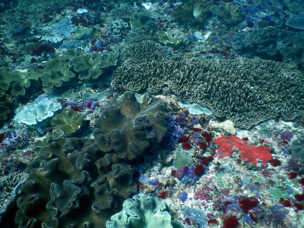 PenidaDive Sep18 135.jpg