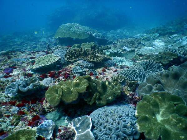 PenidaDive Sep18 136.jpg