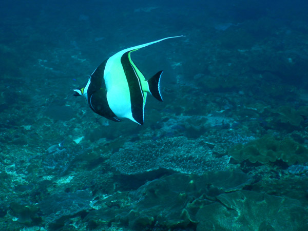PenidaDive Sep18 140.jpg