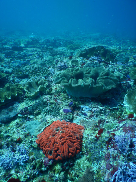 PenidaDive Sep18 146.jpg