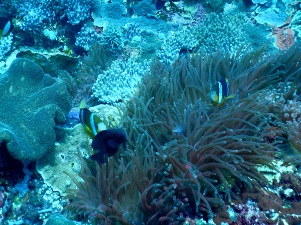 PenidaDive Sep18 235.jpg