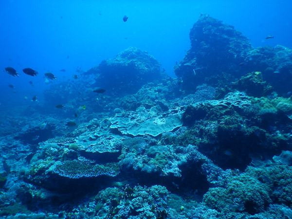 PenidaDive Sep18 237.jpg