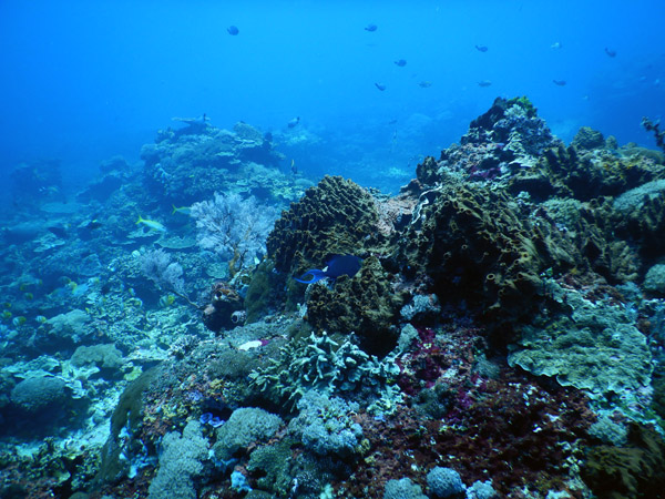 PenidaDive Sep18 253.jpg