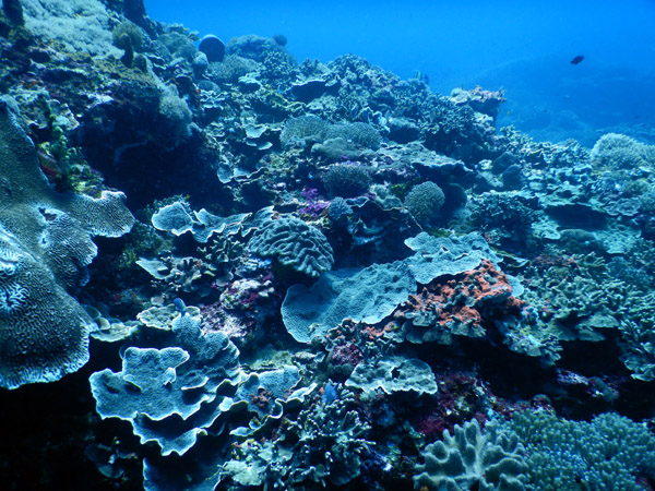 PenidaDive Sep18 265.jpg