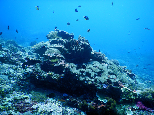 PenidaDive Sep18 266.jpg