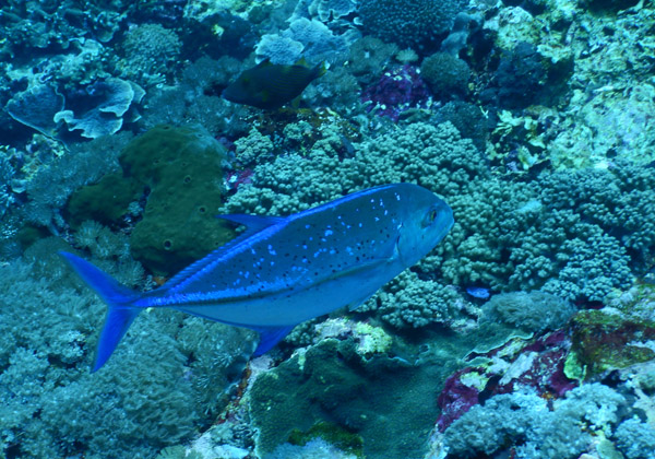 PenidaDive Sep18 267.jpg