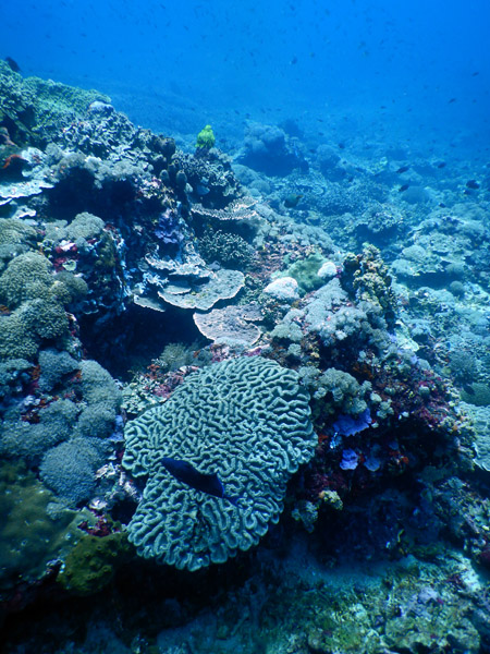 PenidaDive Sep18 268.jpg